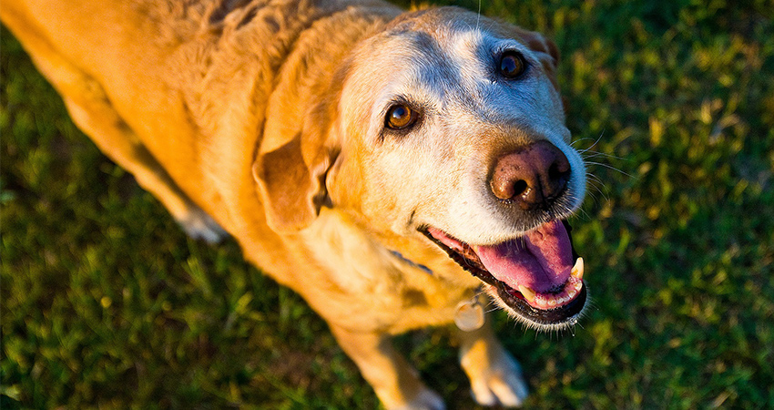 A picture of an older, very cute dog