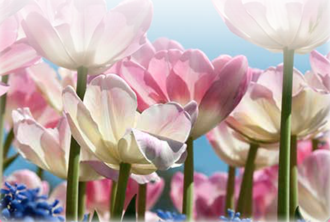 Closeup shot of some pretty pink flowers with bright green stems