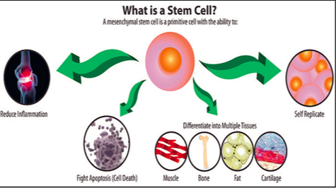 A diagram explaining what a stem cell is and where they can be found