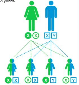 A Gene to gender tree, to show how boys and girls can be created