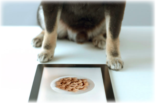 A dog staring down at an ipad with treats on it