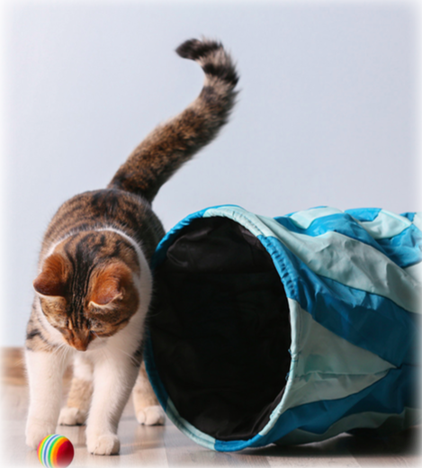 A Cat playing with his toys