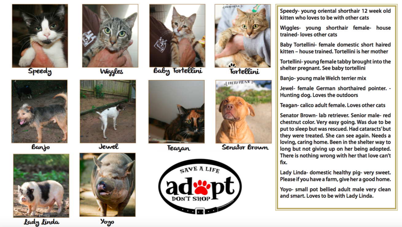 Multiple dogs, cats, and even pigs available for adoption from a pet place