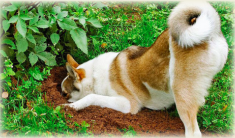 A dig, burrowing beneath the surface of the ground