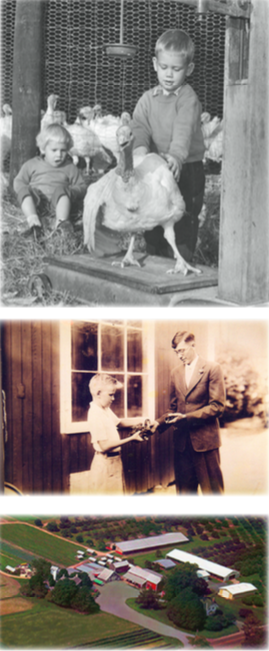 Pictures across 150 years of the Lee Turkey Farm