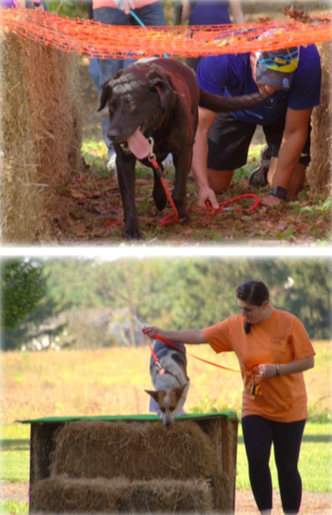 dogs running around obstacles and jumping over hay bales