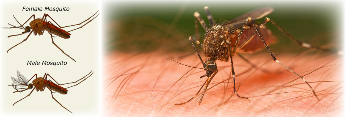 A diagram of a female versus a male mosquito, with one present on the arm of a human to the right