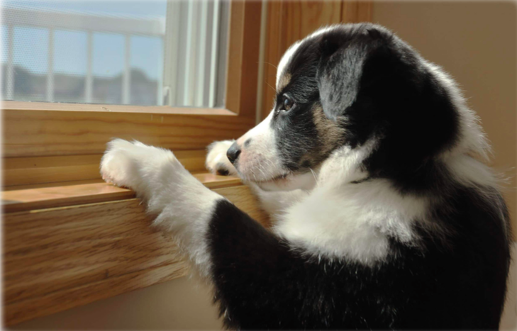 A cute black & white dog standing with his hands on a window