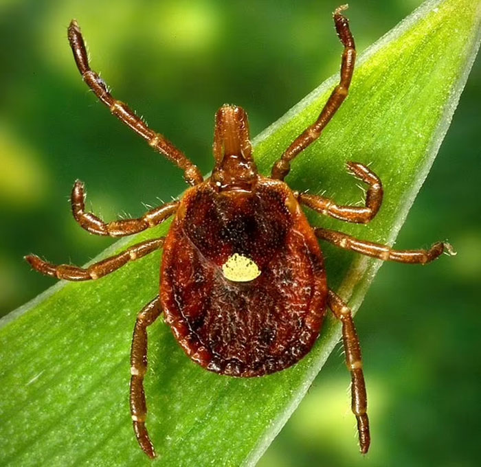 A photo of a tic, very very close up to the point where you can see every detail