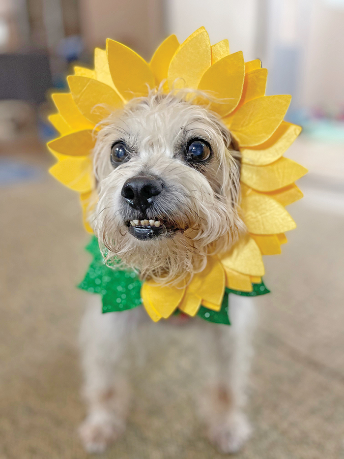 A puppy dog with a sunflower costume on