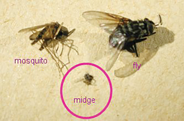 A midge or( no-see-um) compared to a mosquito and a fly