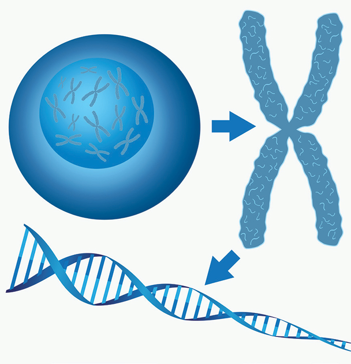 Chromosomes, a double helix dna strand, and a fully built cell sitting together