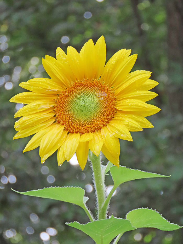 A Sunflower, bright yellow amongst a green background