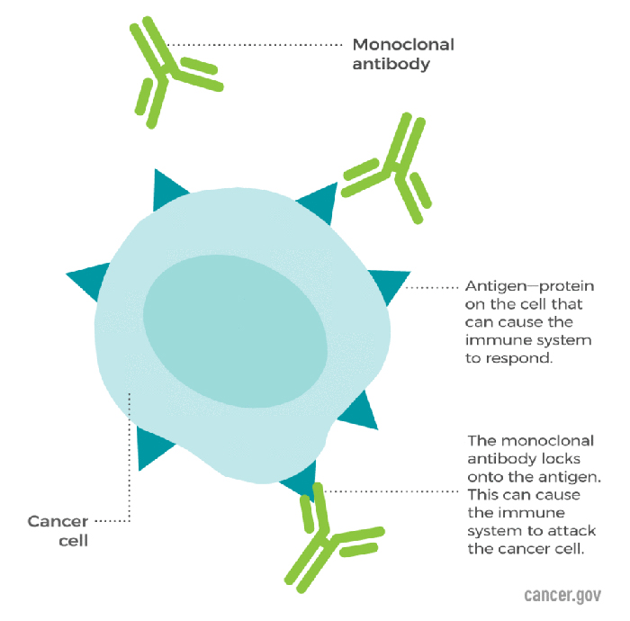 A Diagram of Cancer Cells and Monoclonal antibodies